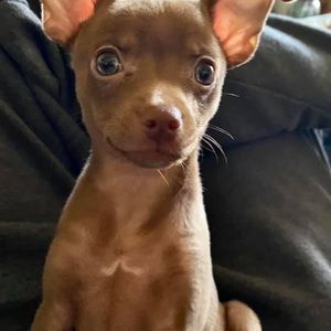 Meet your Posher, Shelby